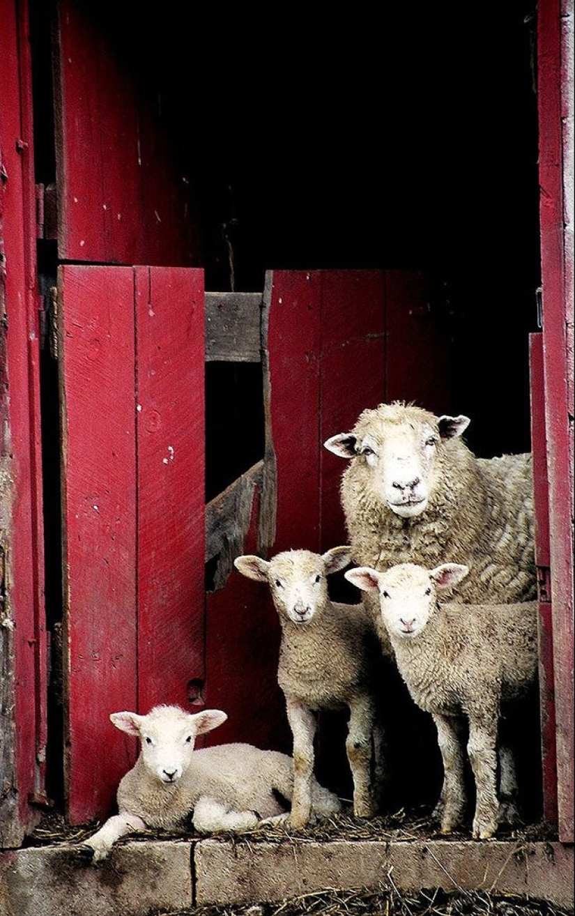 22 encantadores retratos familiares de animales que te mostrarán lo que es la fotogenicidad