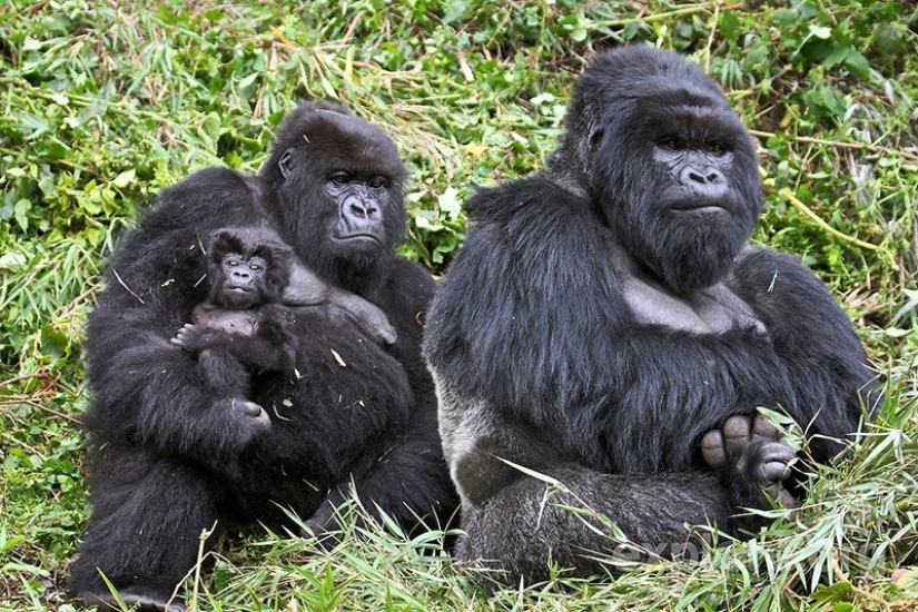 22 encantadores retratos familiares de animales que te mostrarán lo que es la fotogenicidad