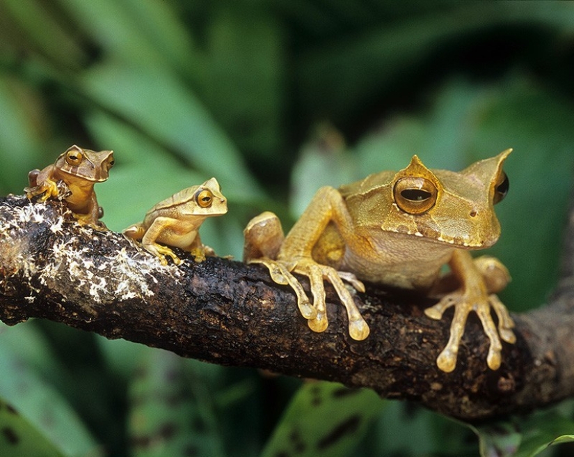 22 encantadores retratos familiares de animales que te mostrarán lo que es la fotogenicidad