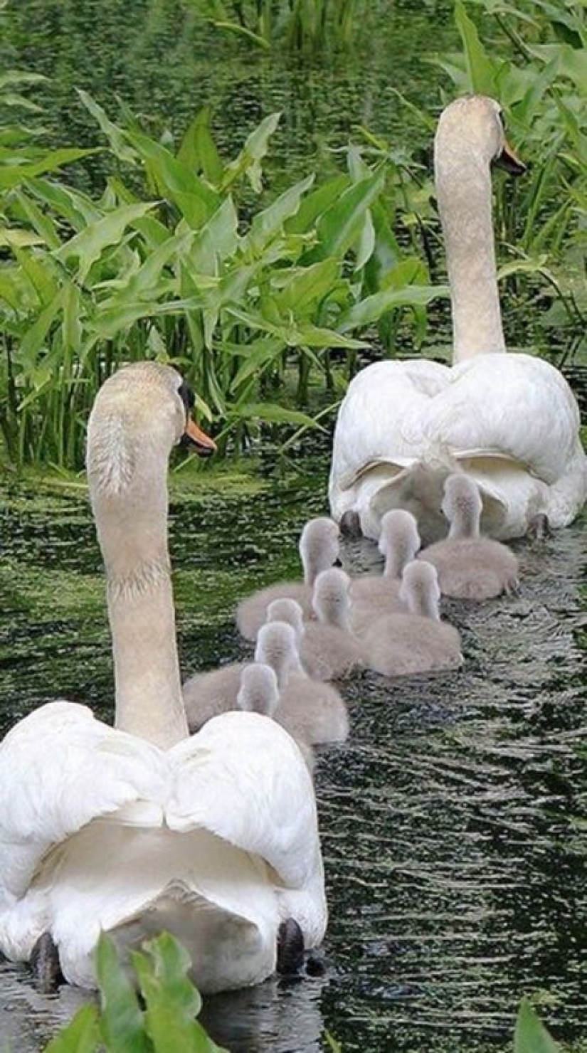 22 encantadores retratos familiares de animales que te mostrarán lo que es la fotogenicidad