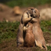 22 encantadores retratos familiares de animales que te mostrarán lo que es la fotogenicidad