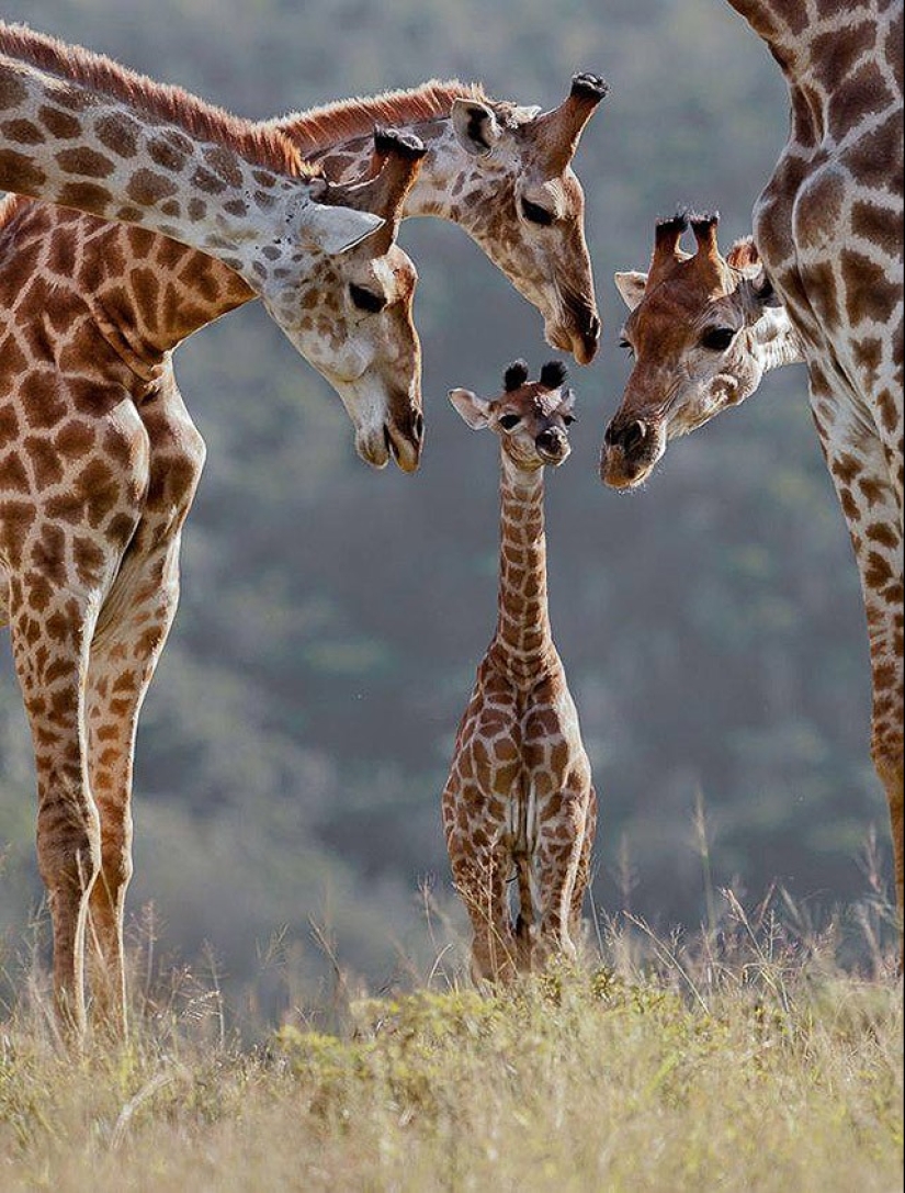 22 encantadores retratos familiares de animales que te mostrarán lo que es la fotogenicidad