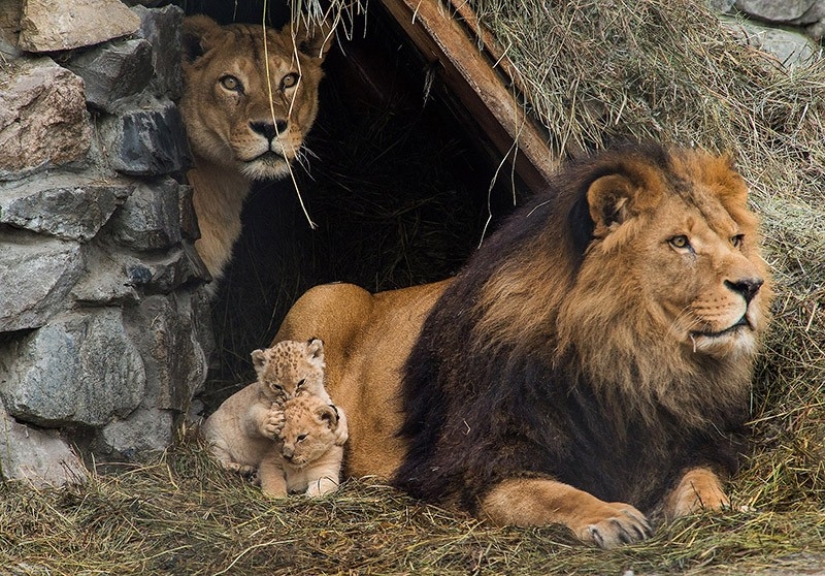 22 encantadores retratos familiares de animales que te mostrarán lo que es la fotogenicidad