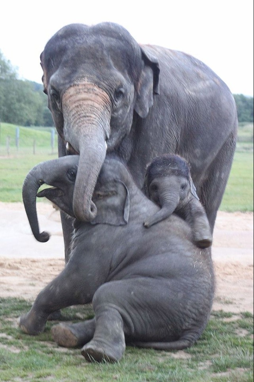 22 encantadores retratos familiares de animales que te mostrarán lo que es la fotogenicidad