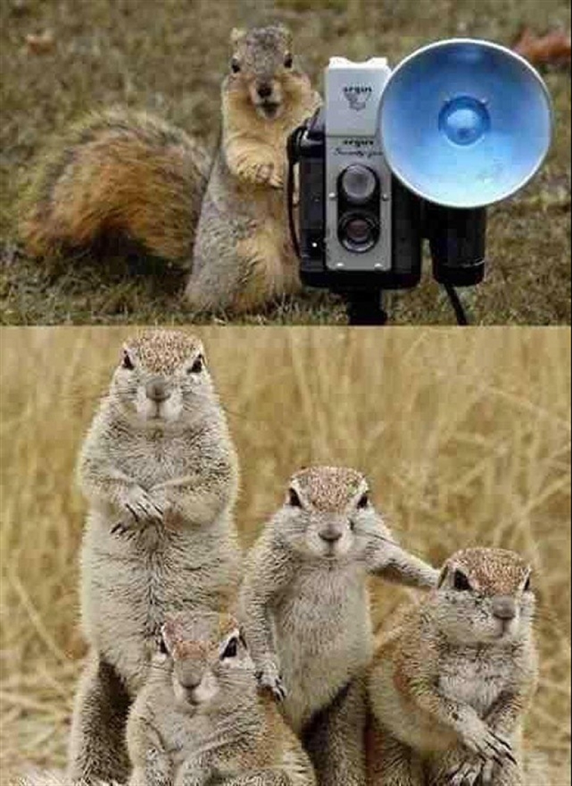 22 encantadores retratos familiares de animales que te mostrarán lo que es la fotogenicidad