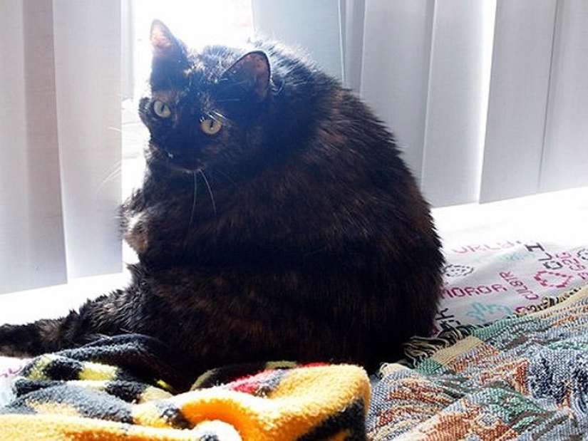 22 fat cats that are guaranteed to cheer you up