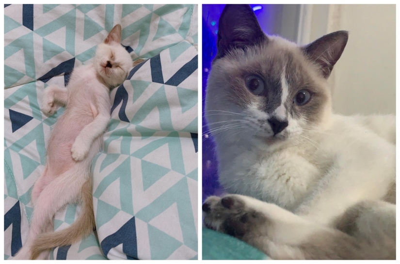 22 fotos de animales antes y después de que las personas los abrigaran