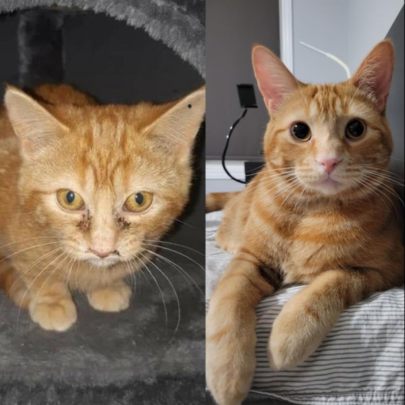 22 fotos de animales antes y después de que las personas los abrigaran