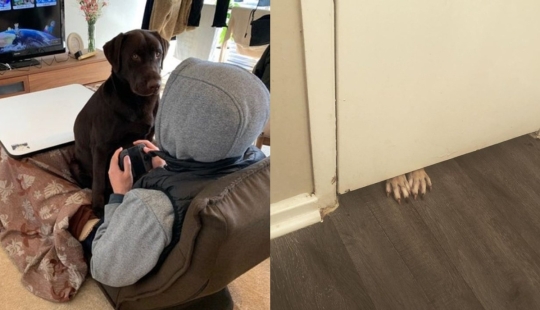 22 fotos de animales que no han oído nada sobre el"espacio personal"