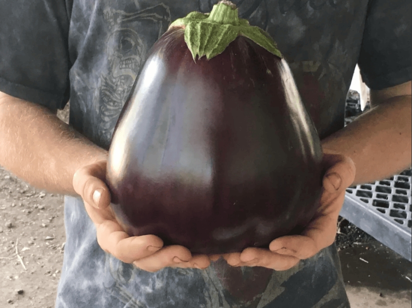 22 fotos de comida gigante: tamaños asombrosos y emociones indescriptibles