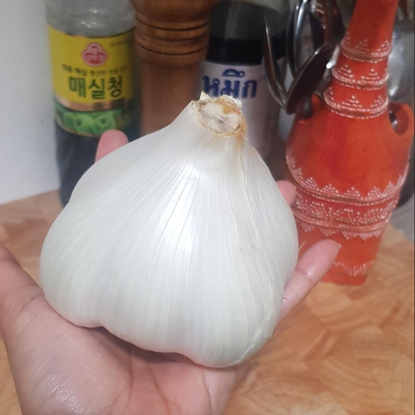 22 fotos de comida gigante: tamaños asombrosos y emociones indescriptibles