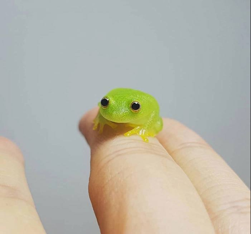 22 fotos de pequeños animales que traen gran alegría