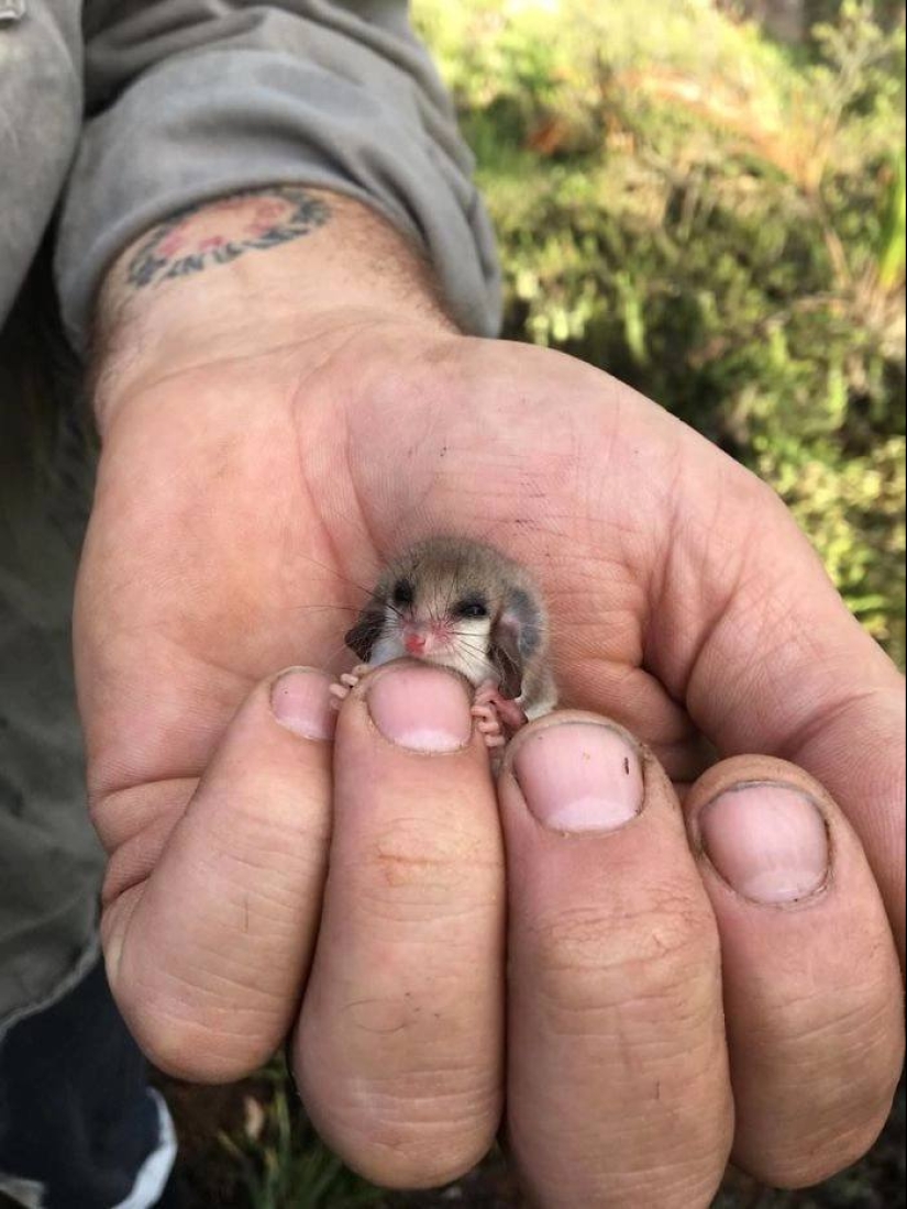 22 fotos de pequeños animales que traen gran alegría