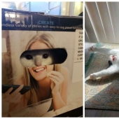 22 fotos hilarantes de la vida cotidiana felina simple