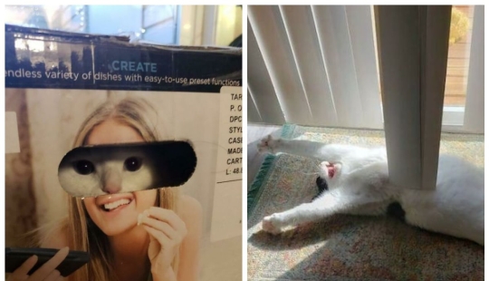 22 fotos hilarantes de la vida cotidiana felina simple