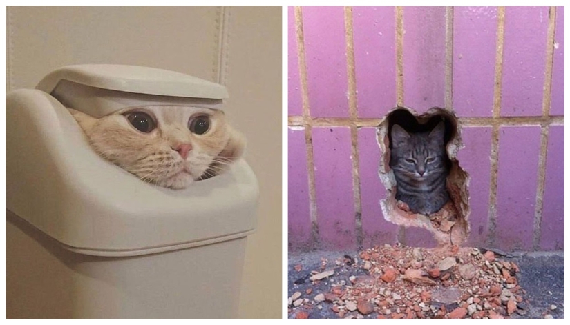 22 fotos hilarantes de gatos que se comportan bien, tan extraño