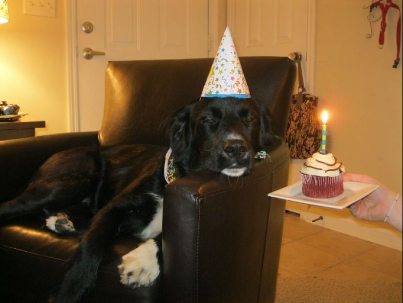 22 fotos lindas de perros en su cumpleaños que te divertirán