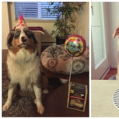 22 fotos lindas de perros en su cumpleaños que te divertirán