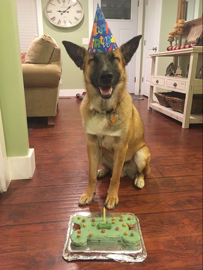 22 fotos lindas de perros en su cumpleaños que te divertirán