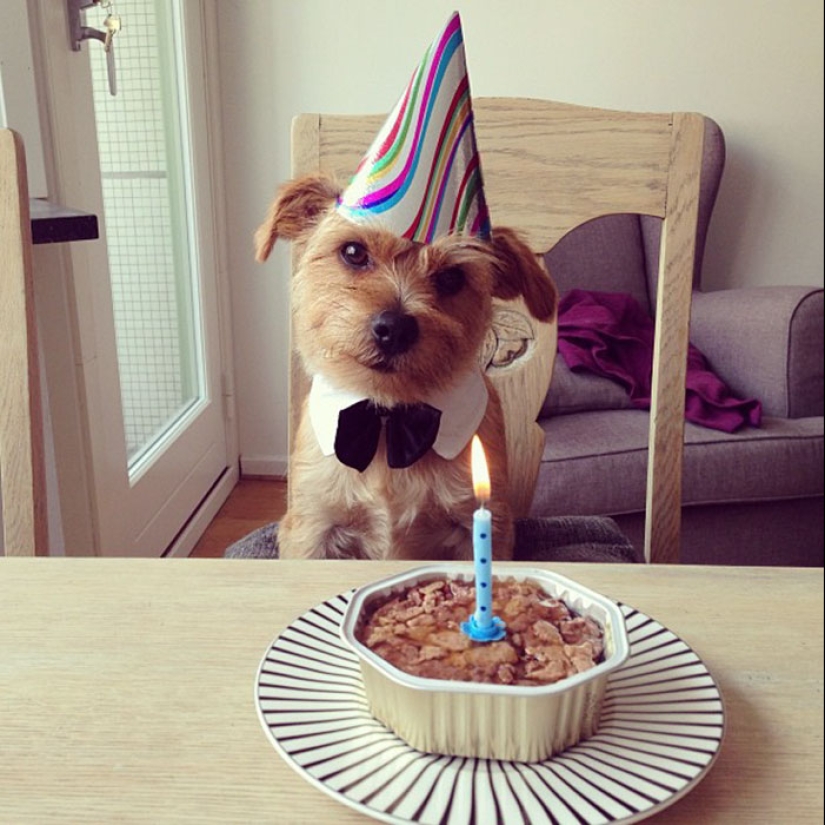 22 fotos lindas de perros en su cumpleaños que te divertirán