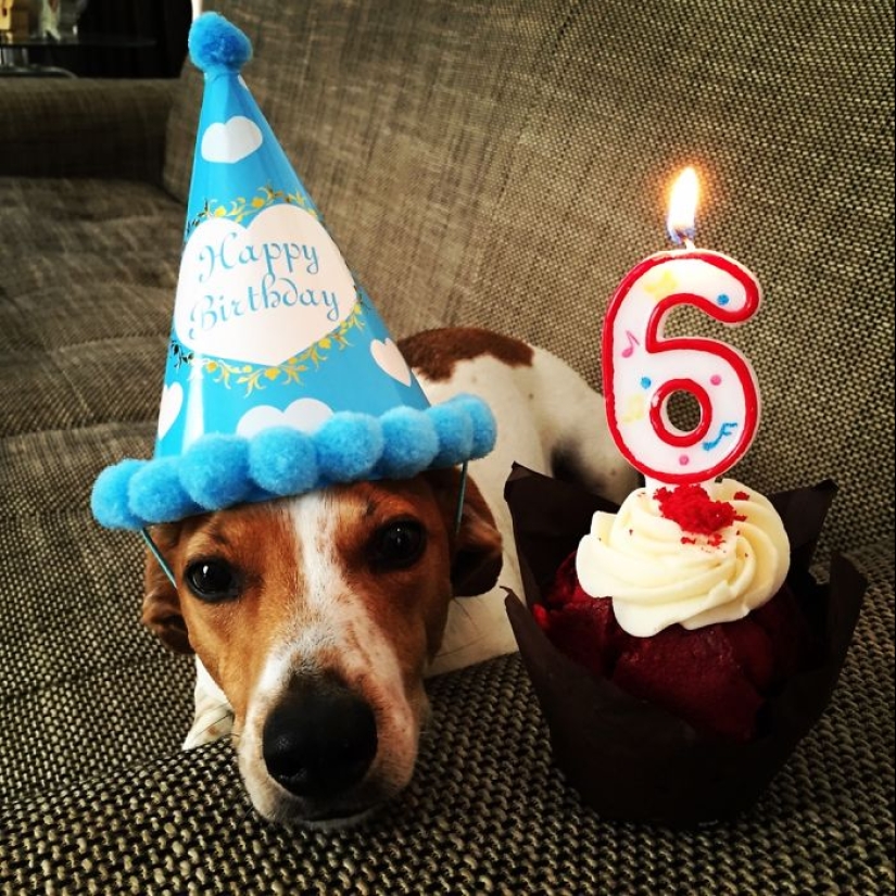 22 fotos lindas de perros en su cumpleaños que te divertirán