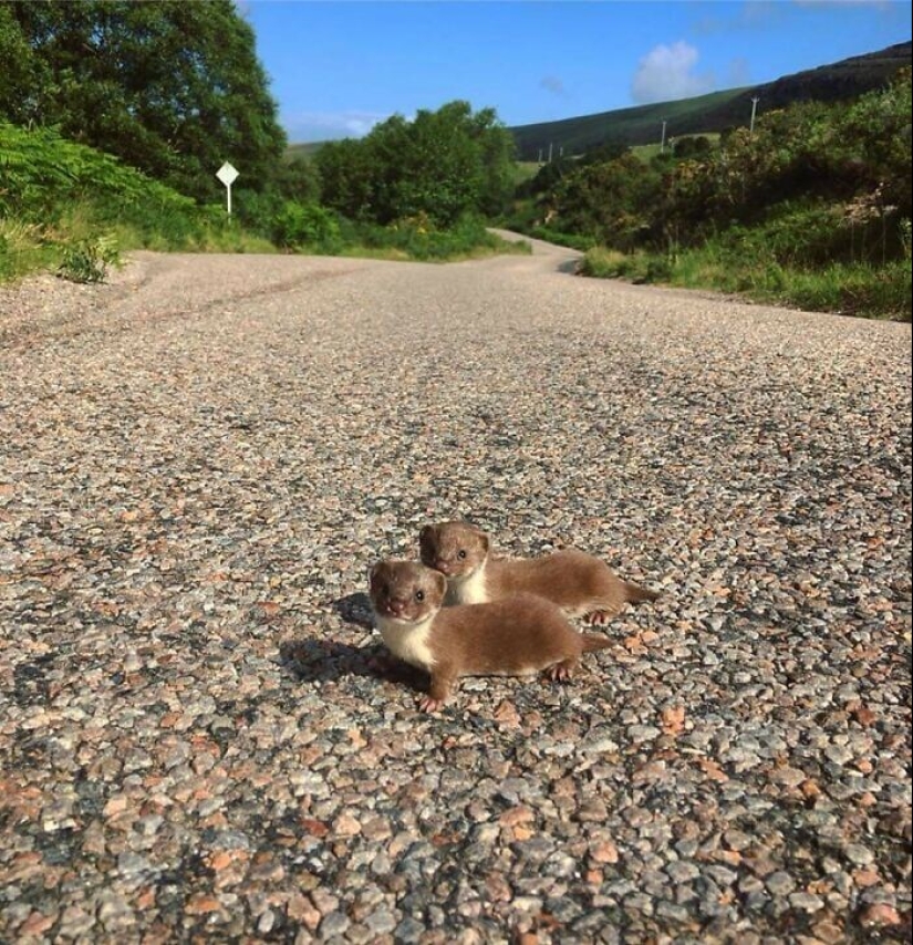 22 fotos lindas de animales que se desharán de cualquier bazo