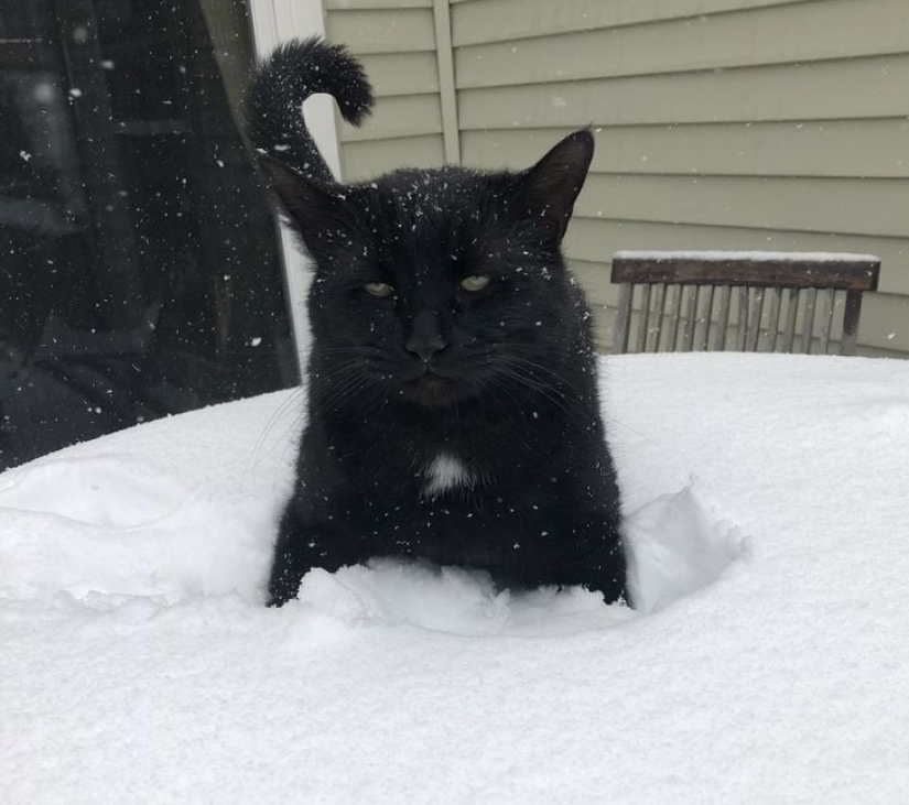 22 funny photos of cats who can't stand snow
