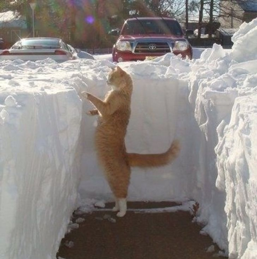 22 funny photos of cats who can't stand snow