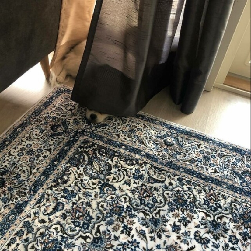 22 funny photos of pets who thought they were hiding