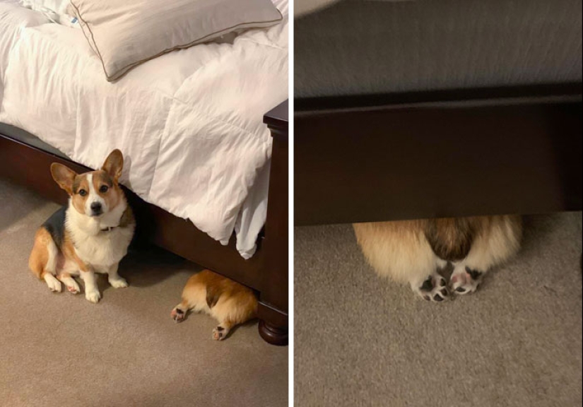 22 funny photos of pets who thought they were hiding