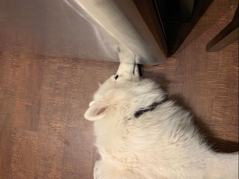 22 funny photos of pets who thought they were hiding