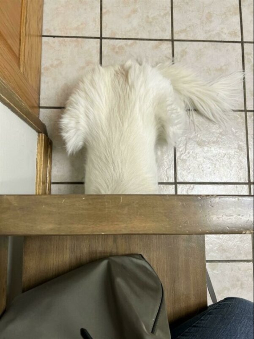 22 funny photos of pets who thought they were hiding