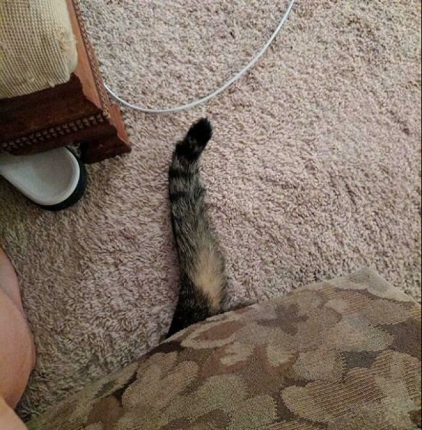 22 funny photos of pets who thought they were hiding