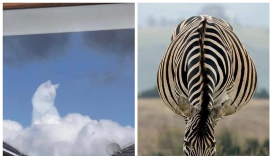 22 funny photos, what is happening on which you will not immediately understand 22 funny photos, what is happening on which you will not immediately understand