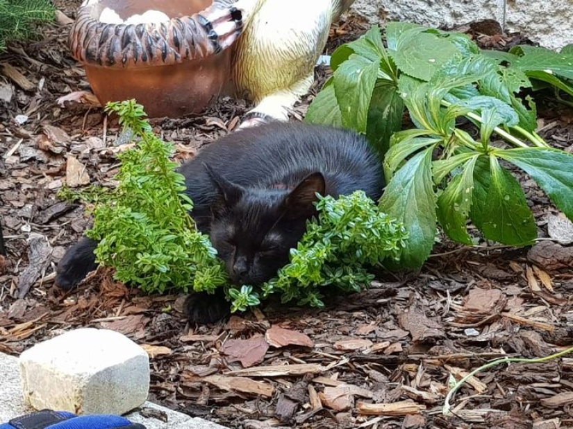 22 gatos en los que el instinto de caza de repente se despertó, pero se olvidaron de cómo hacerlo