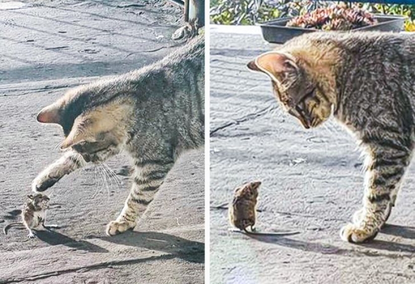 22 gatos en los que el instinto de caza de repente se despertó, pero se olvidaron de cómo hacerlo