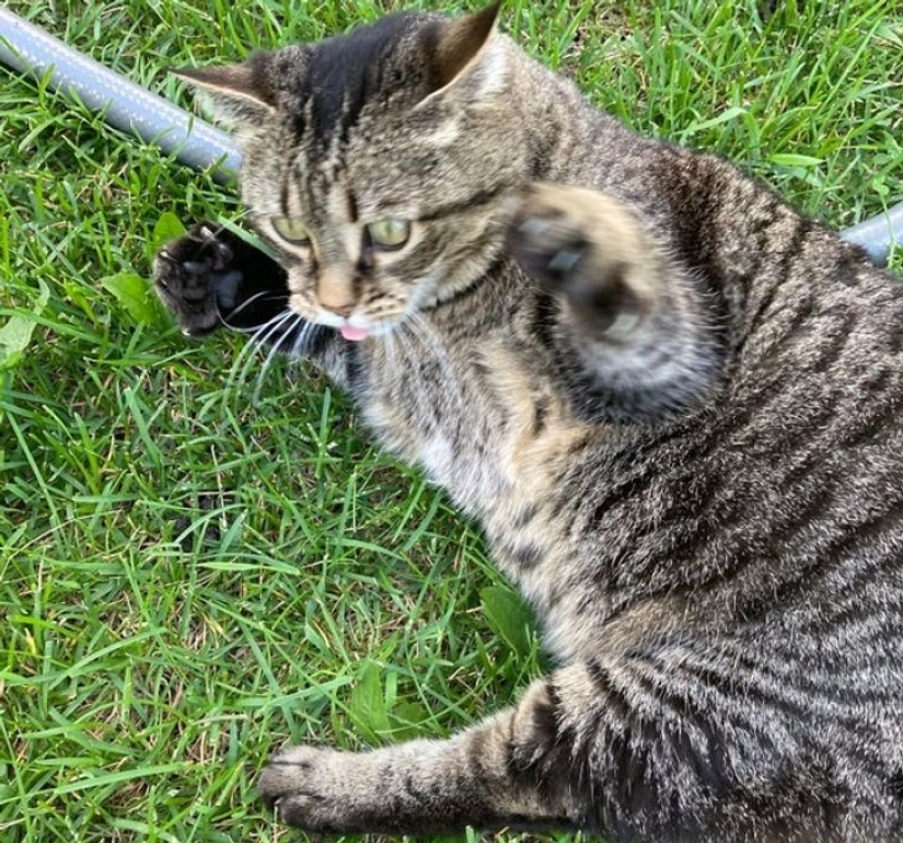 22 gatos en los que el instinto de caza de repente se despertó, pero se olvidaron de cómo hacerlo