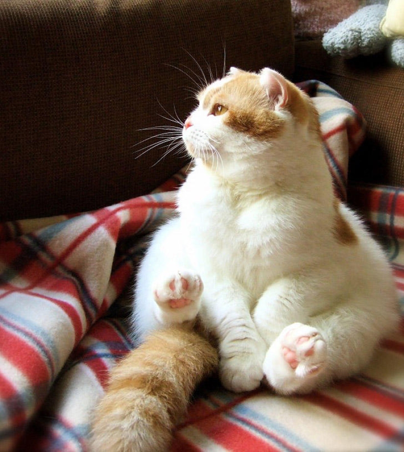 22 gatos gordos que están garantizados para animarte