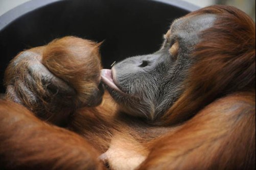 22 lindos cachorros de animales salvajes que solo quieres abrazar