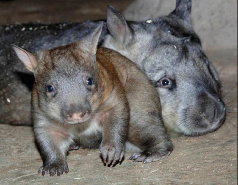 22 lindos cachorros de animales salvajes que solo quieres abrazar