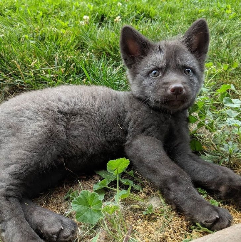 22 lindos cachorros de animales salvajes que solo quieres abrazar