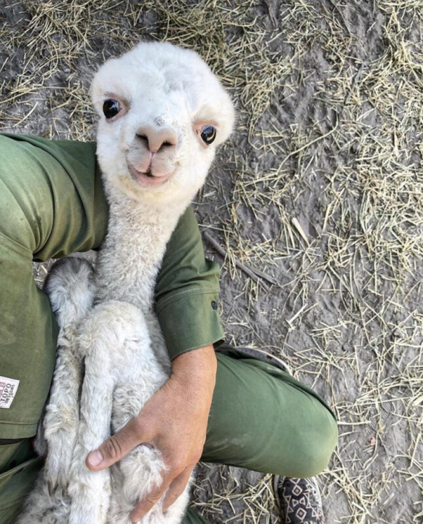 22 lindos cachorros de animales salvajes que solo quieres abrazar