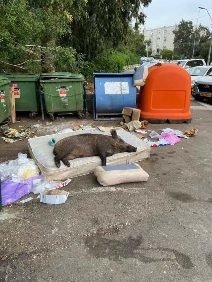 22 maravilloso ejemplo de la apatía de nivel 80