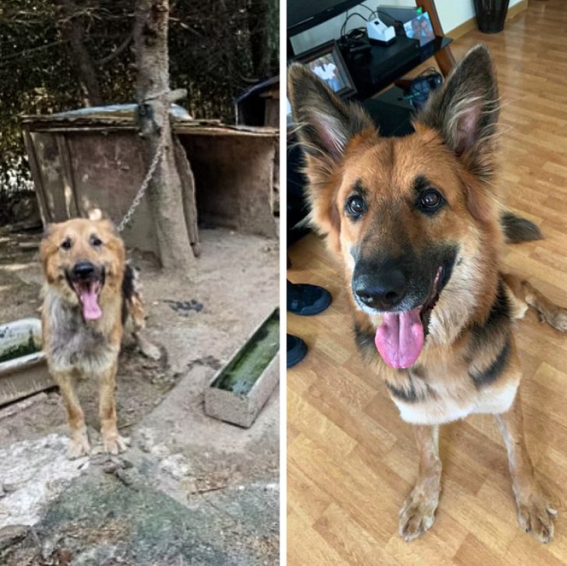 22 mascotas agradecidas que encontraron la felicidad en una nueva familia