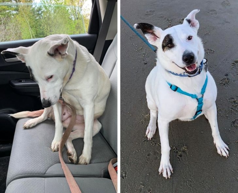 22 mascotas agradecidas que encontraron la felicidad en una nueva familia