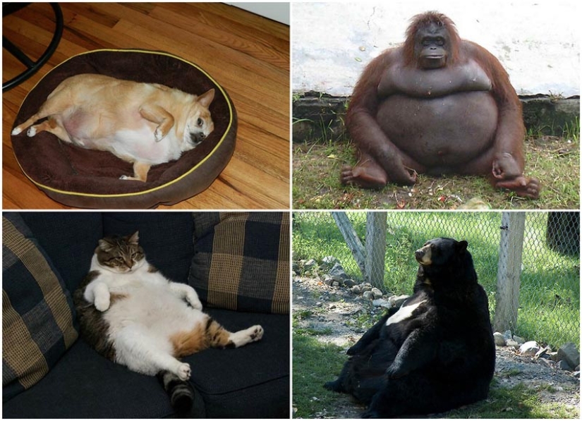 22 overweight animals