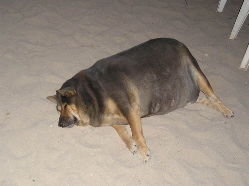 22 overweight animals