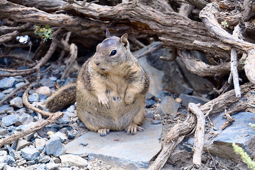 22 overweight animals