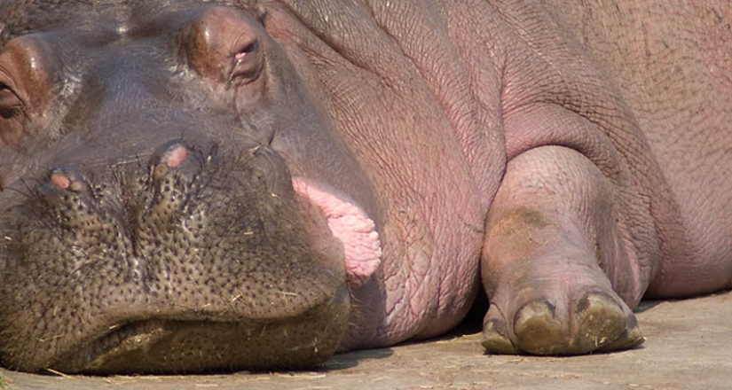 22 overweight animals