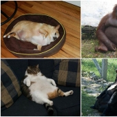 22 overweight animals